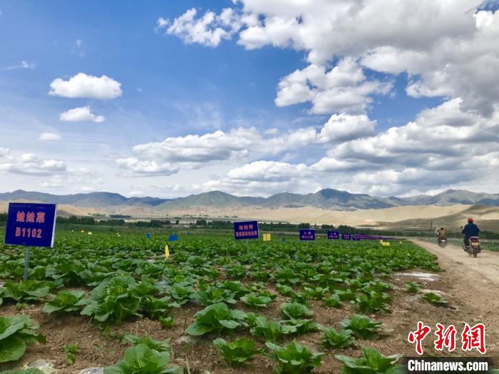 甘肃天祝“蔬菜终结地”科技育菜畅外销：农户驾车下地