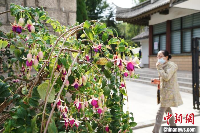 图为市民在西宁园林植物园内观赏花卉。　马铭言 摄